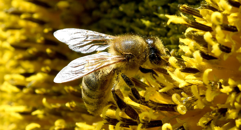  Biene sammelt Nektar; Foto: Holger Hollemann/dpa
