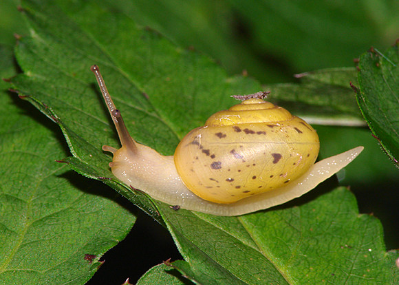 Genabelte Strauchschnecke Fruticicola fruticum