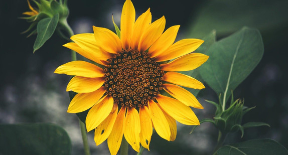 Eine Nahaufnahme einer Sonnenblume 